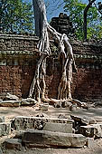 Ta Prohm temple - silk-cotton trees rising over the ruins